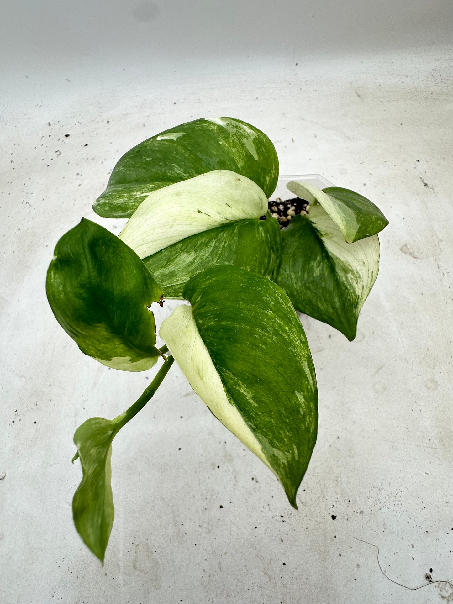 Scindapsus Treubii Albo Variegated