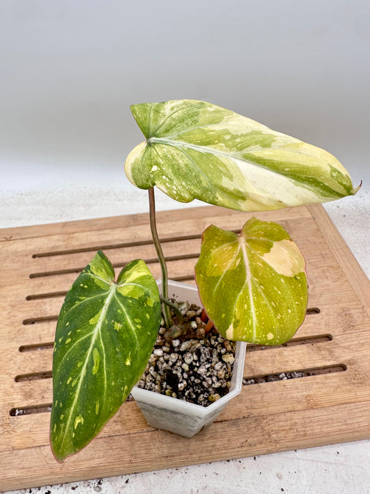 Philodendron Gloriosum Variegated - Clearance Sale 💚