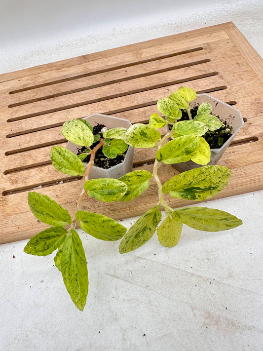 Begonia Watermelon Variegated