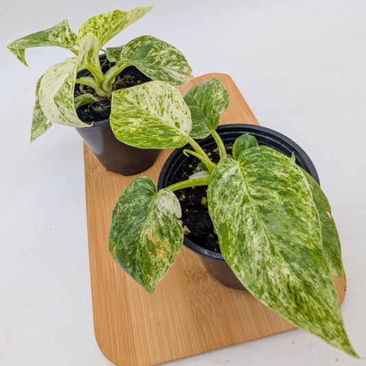 Philodendron Giganteum ‘Blizzar’