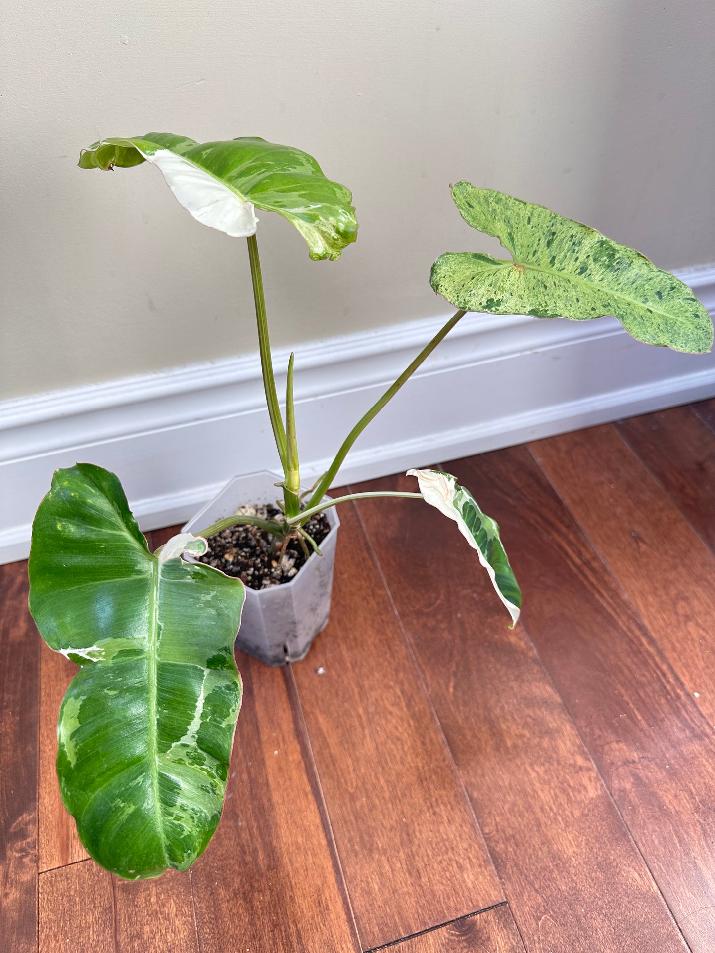 Philodendeon Paraiso Verde Albo Variegated - Thanksgiving Sale 💚