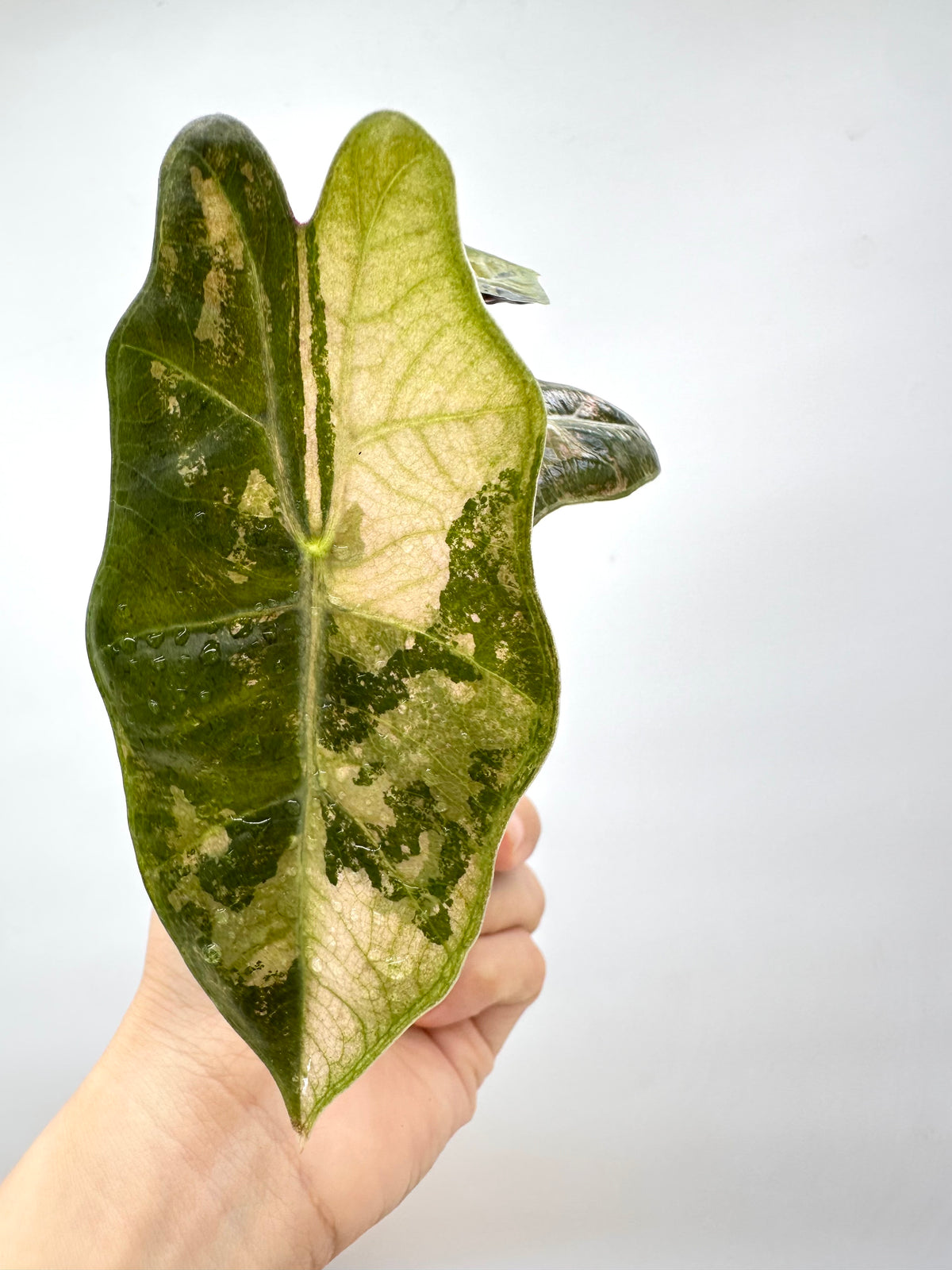 Alocasia Psuedo Sanderiana Albo Pink Variegated
