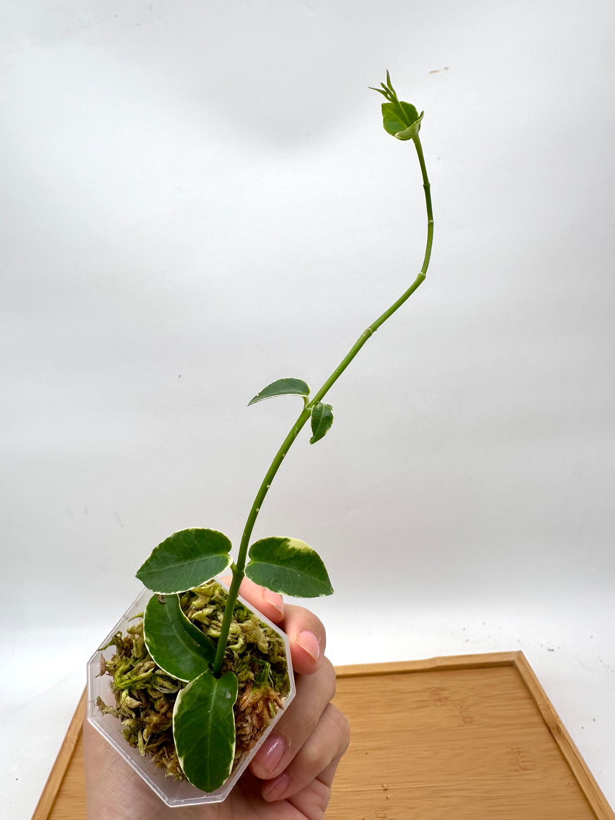 Hoya Cummingiana Variegated