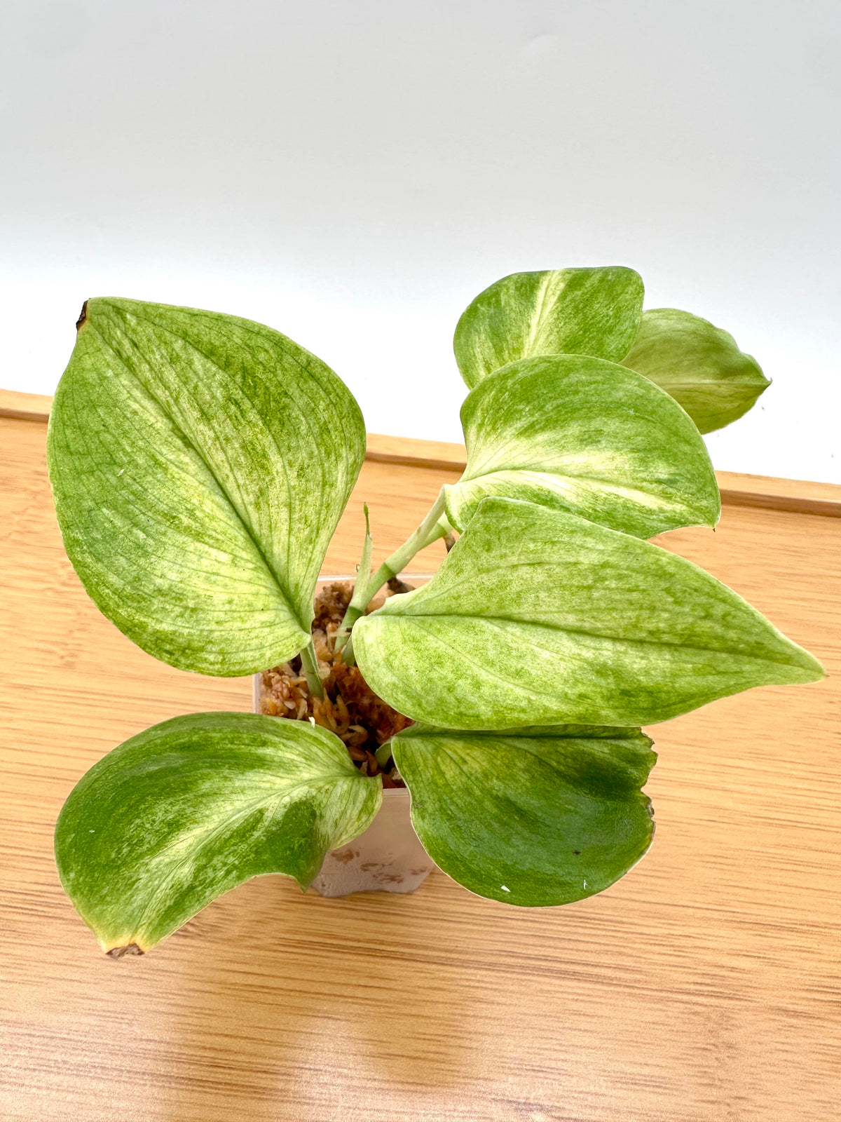 Scindapsus Treubii Mint Variegated