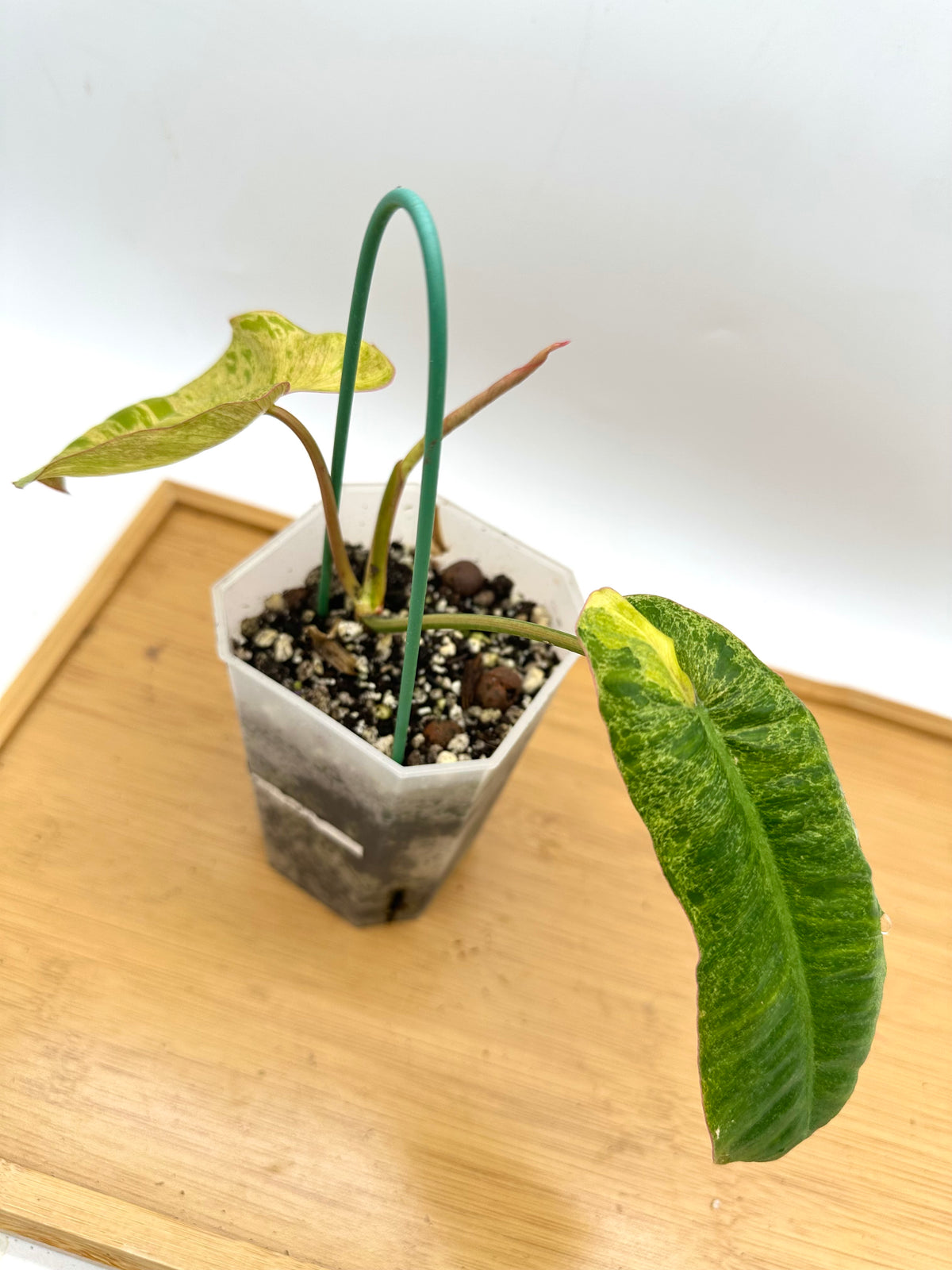 Philodendron Paraiso Verde Aurea Variegated