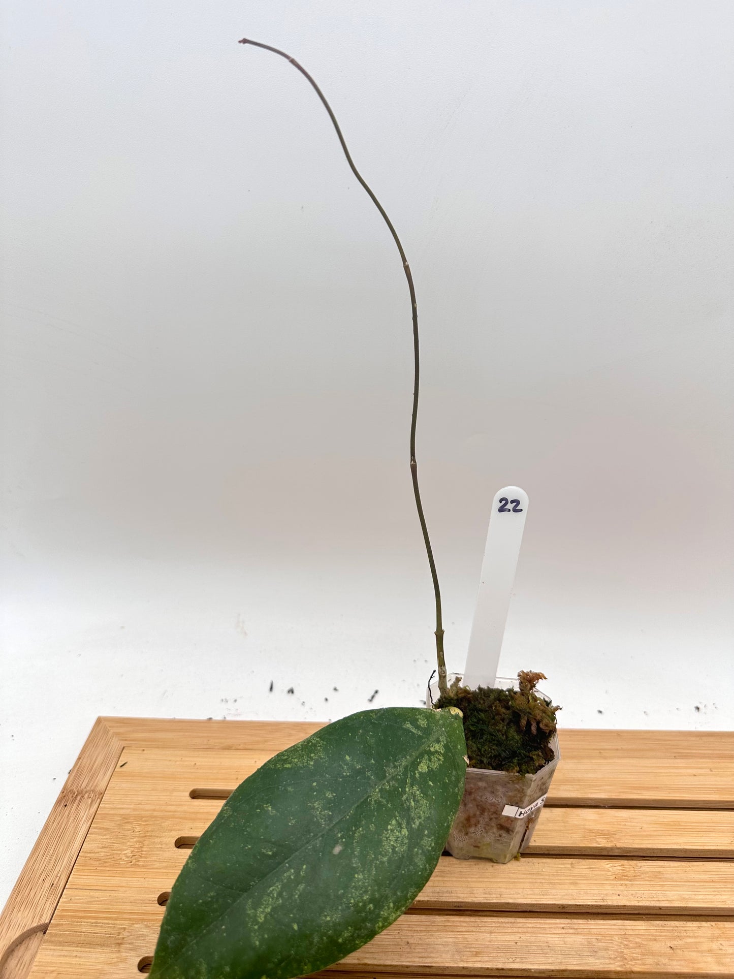 Hoya Previously Vitellinoides