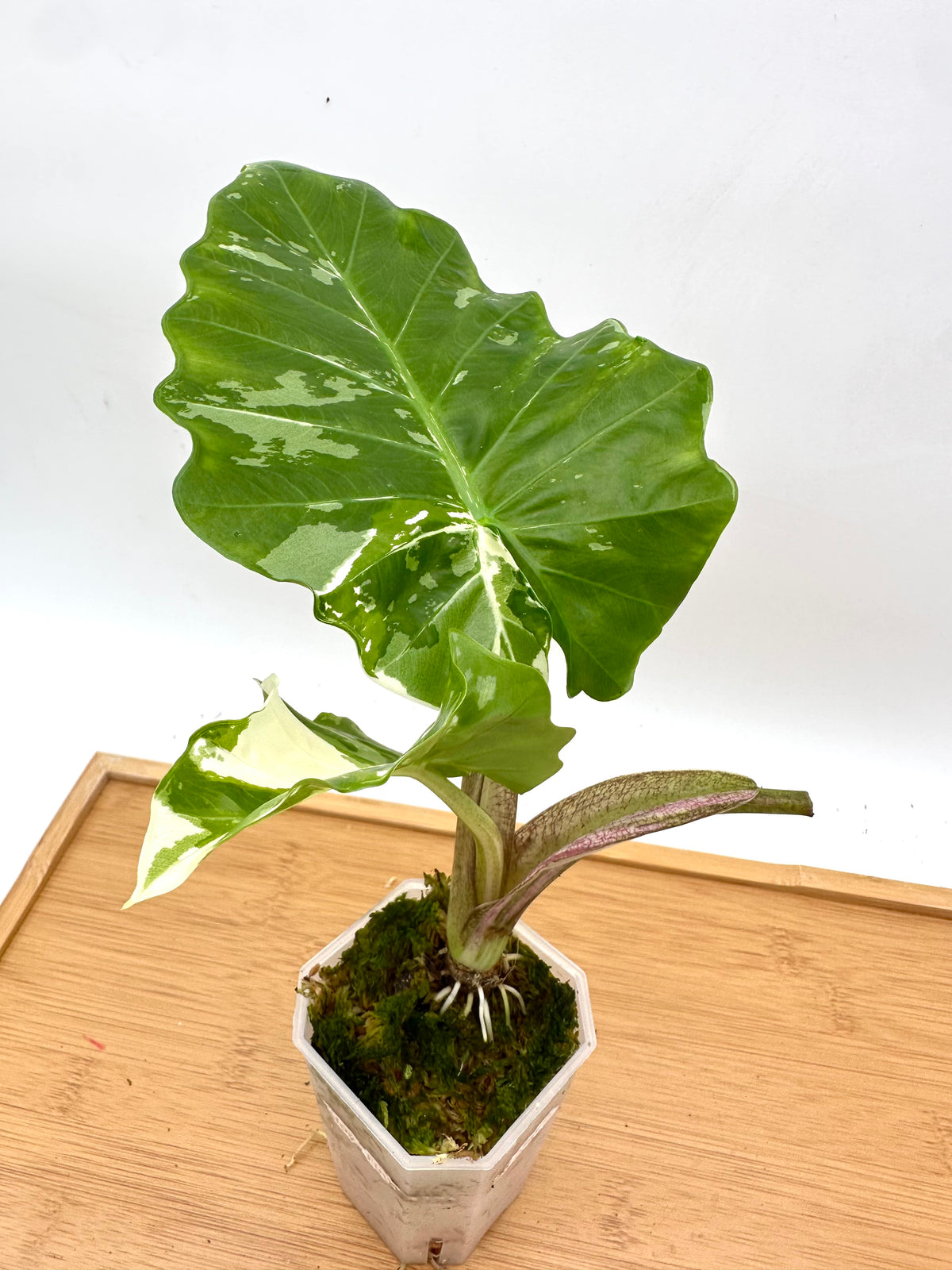 Alocasia Low Rider Albo Variegated