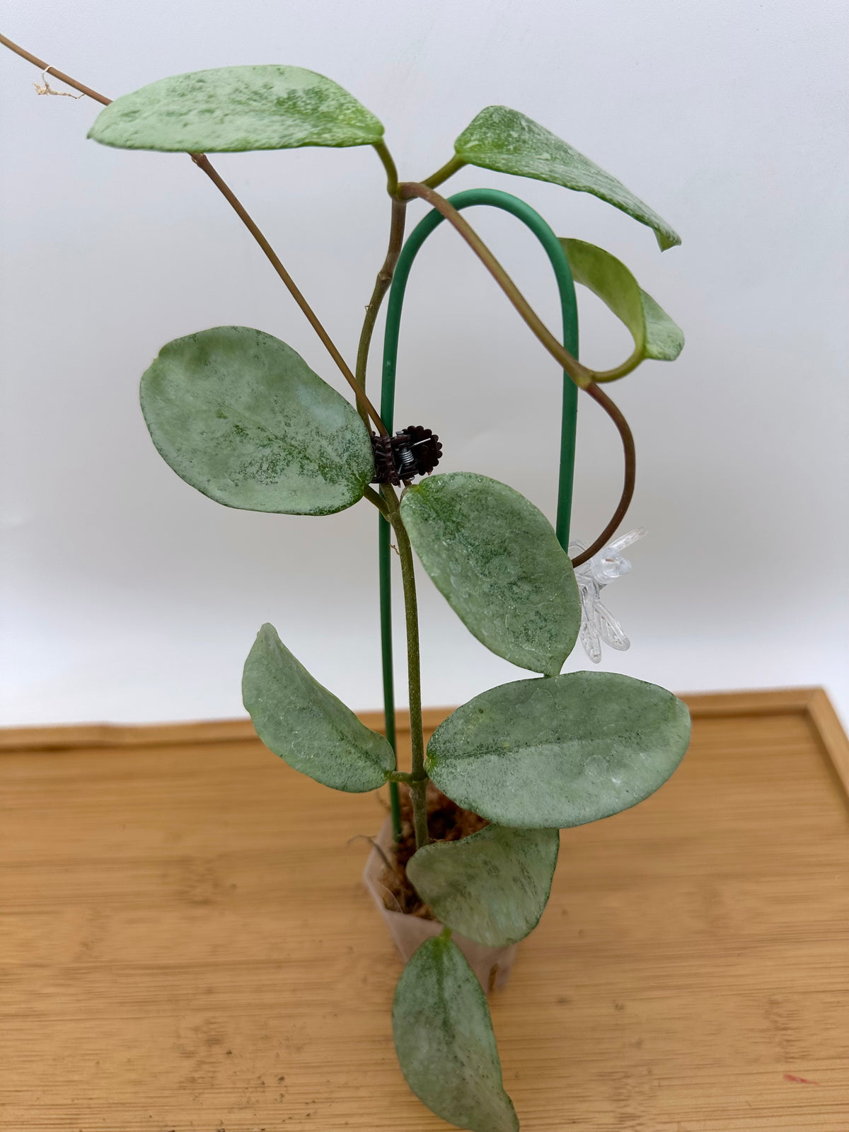Hoya Carnosa ‘Grey Ghost’ - Full Plant