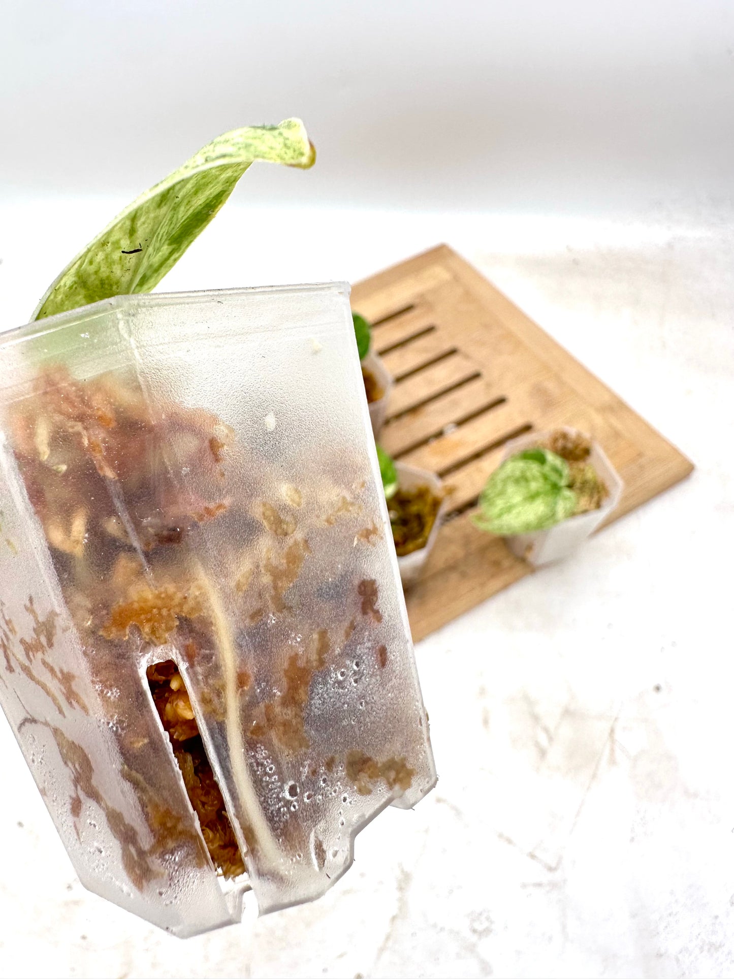 Scindapsus Halimoon Variegated - Clearance Sale 💚