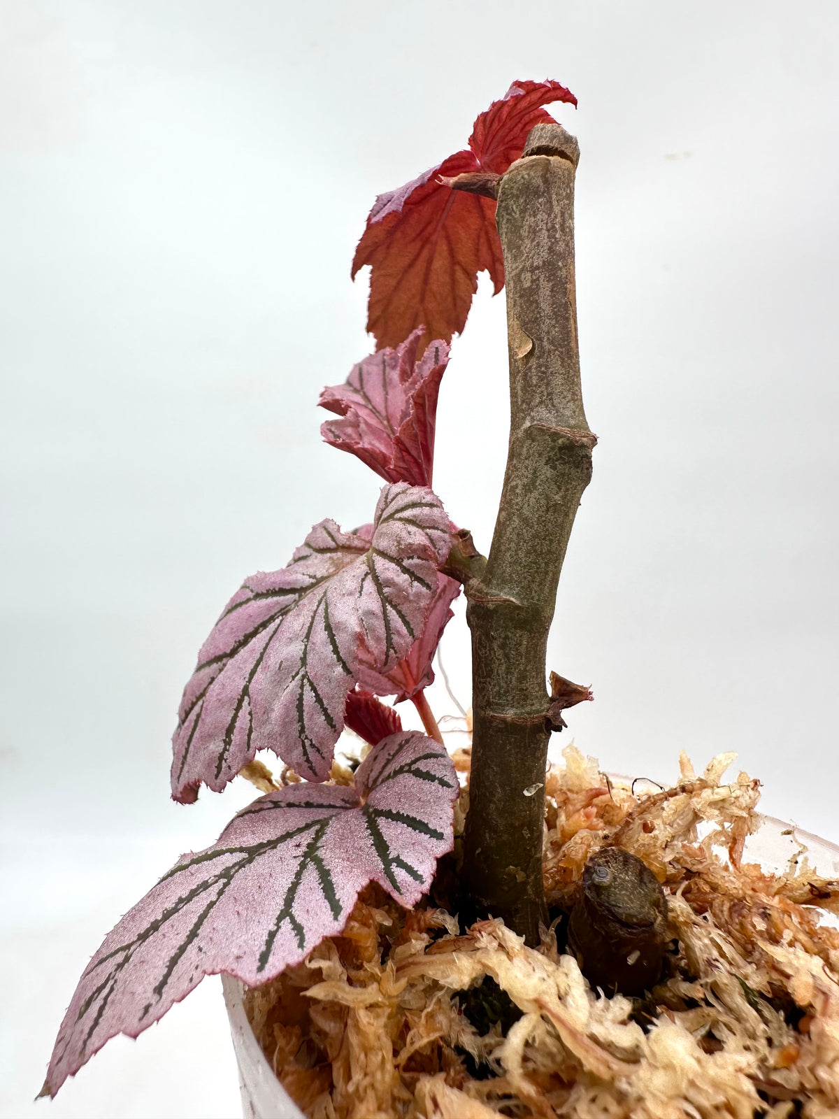 Begonia Lamoon - Multiple Growths