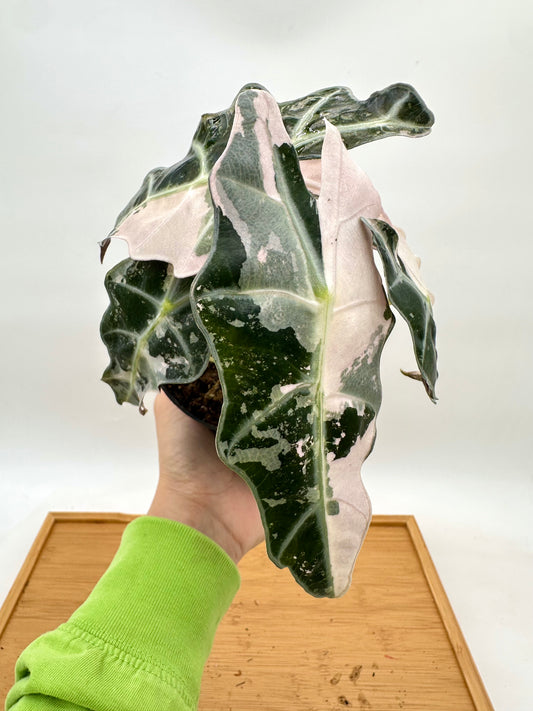 Alocasia Polly Pink Albo Variegated