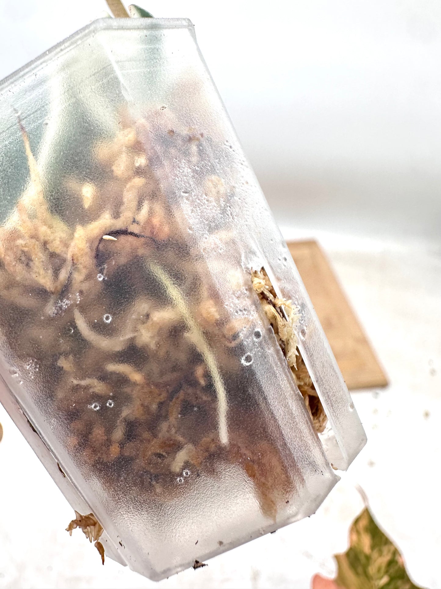 Hoya Hindu Rope Albomarginata - Clearance Sale 💚