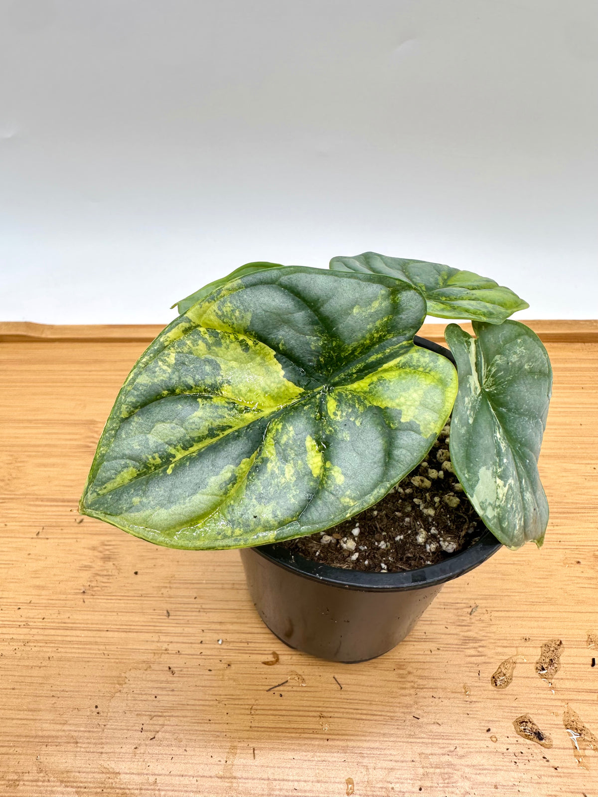 Alocasia Silver Dragon Aurea Variegated