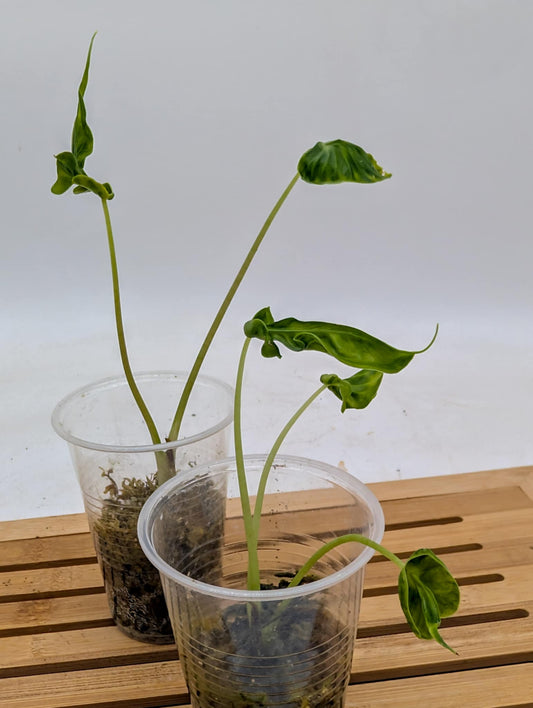 Alocasia Teletubbies