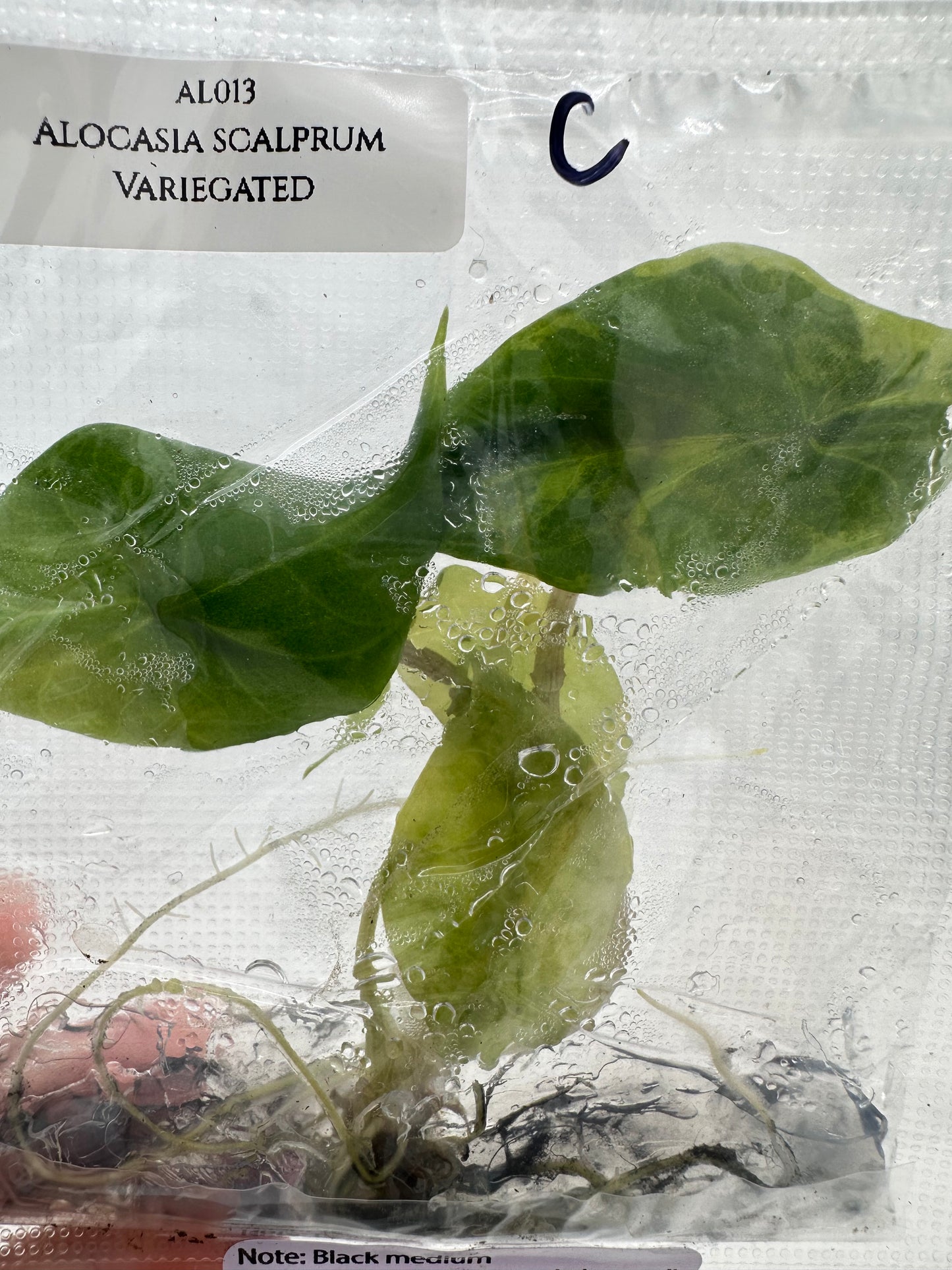 Tissue Culture - Alocasia Scalprum Variegated
