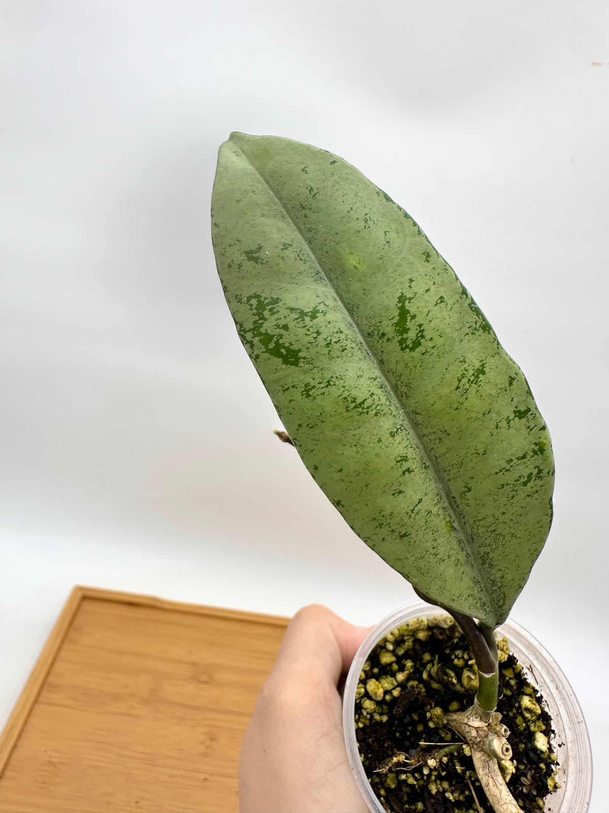 Hoya Griffithii Silver
