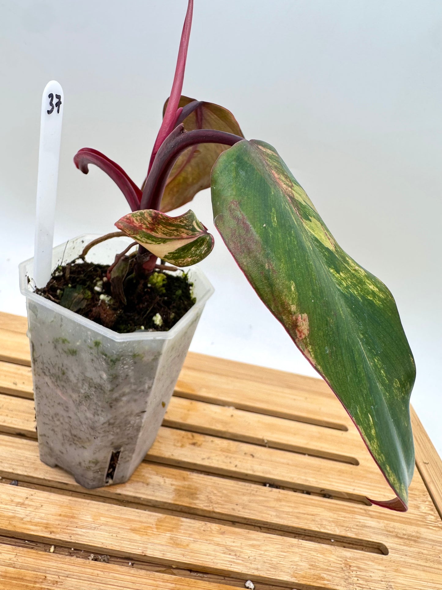 Philodendron Strawberry Shake Variegated