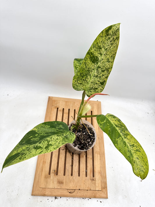 Philodendron Whipple Way Mint Variegated