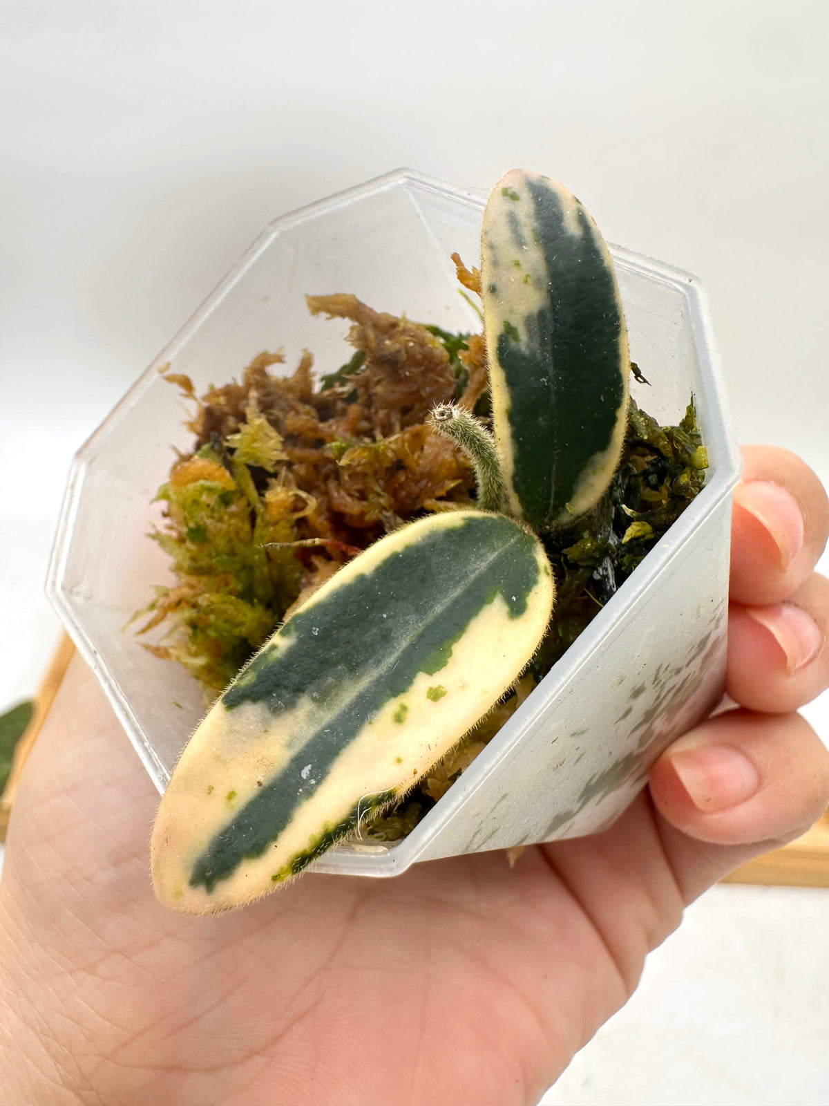 Hoya Lyi Prism Variegated