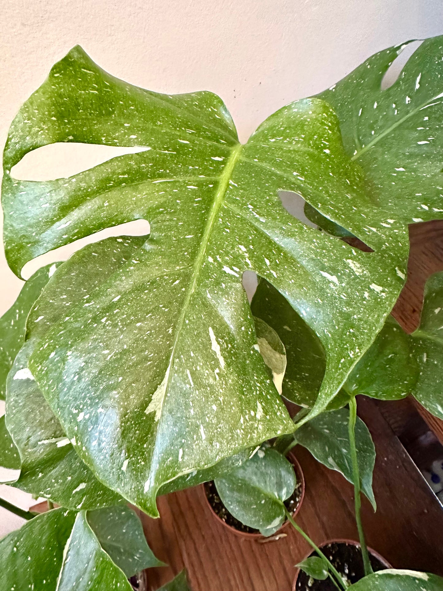 Monstera Thai Constellation