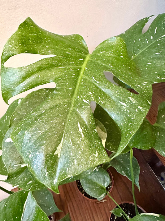 Monstera Thai Constellation