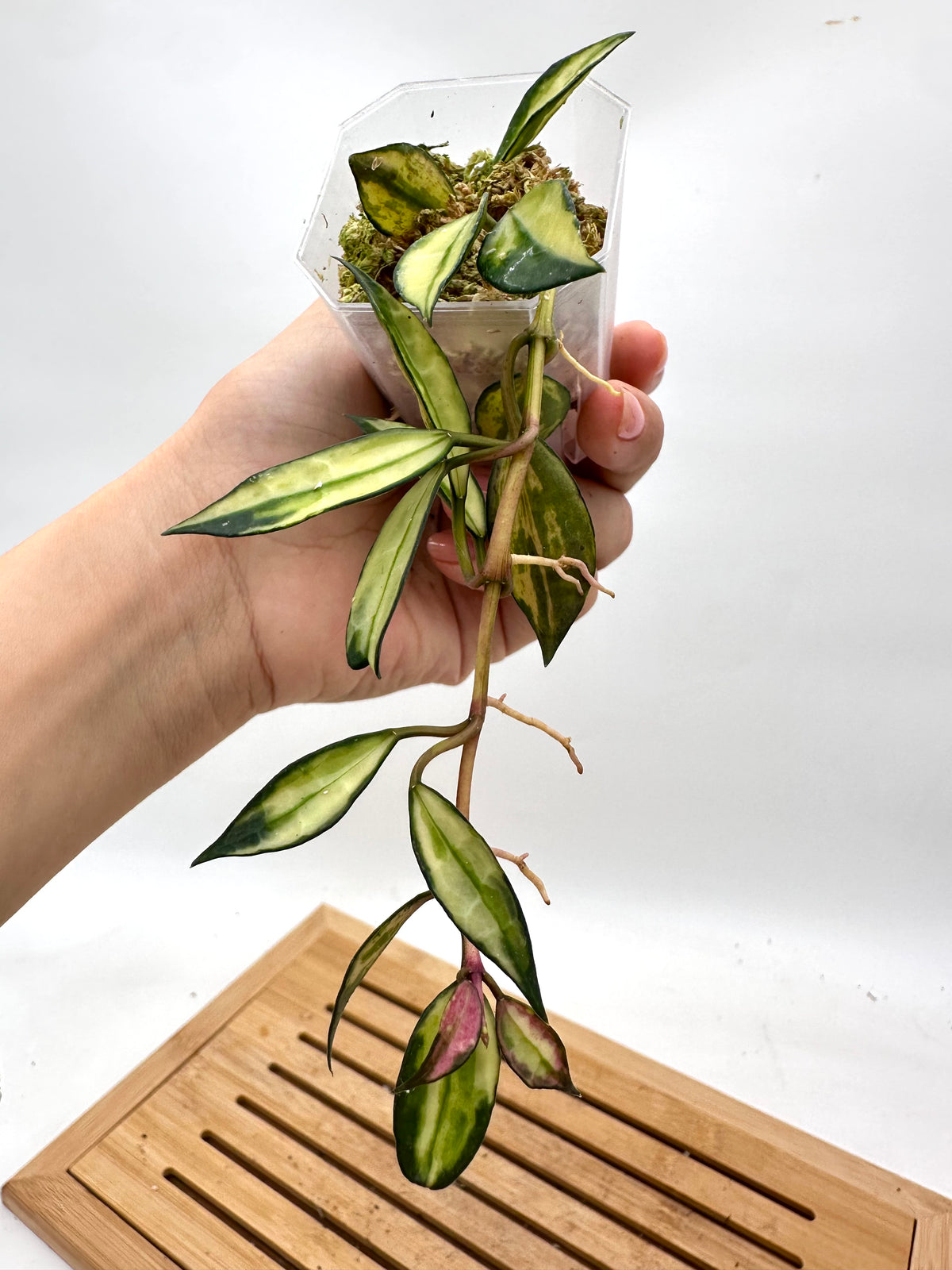 Hoya Lacunosa Variegated