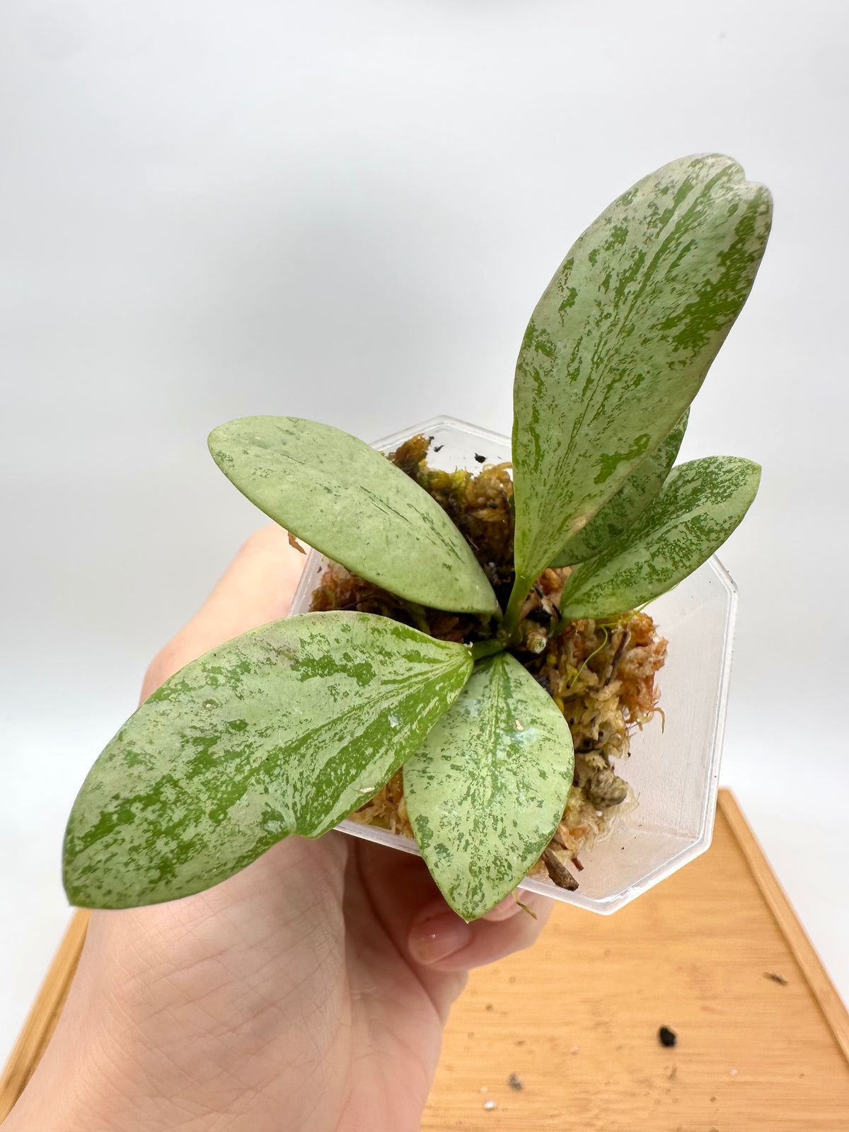 Hoya Brevialata Silver Splash