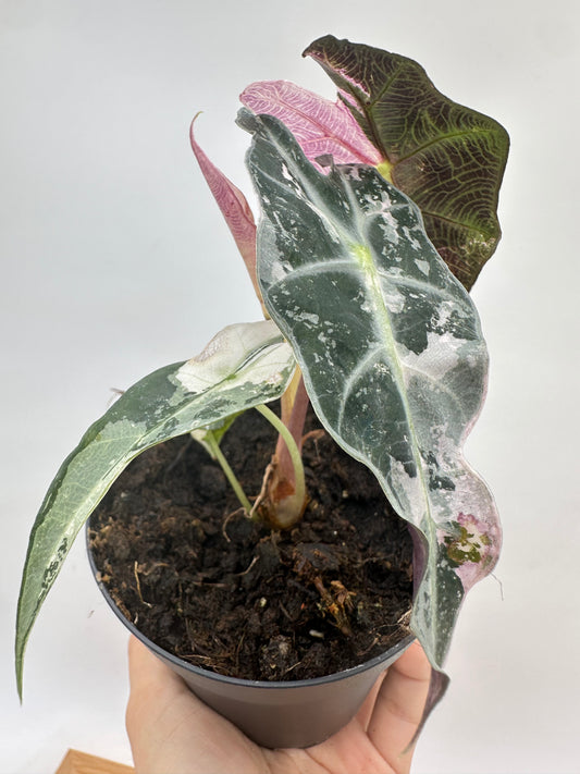 Alocasia Polly Pink Albo Variegated