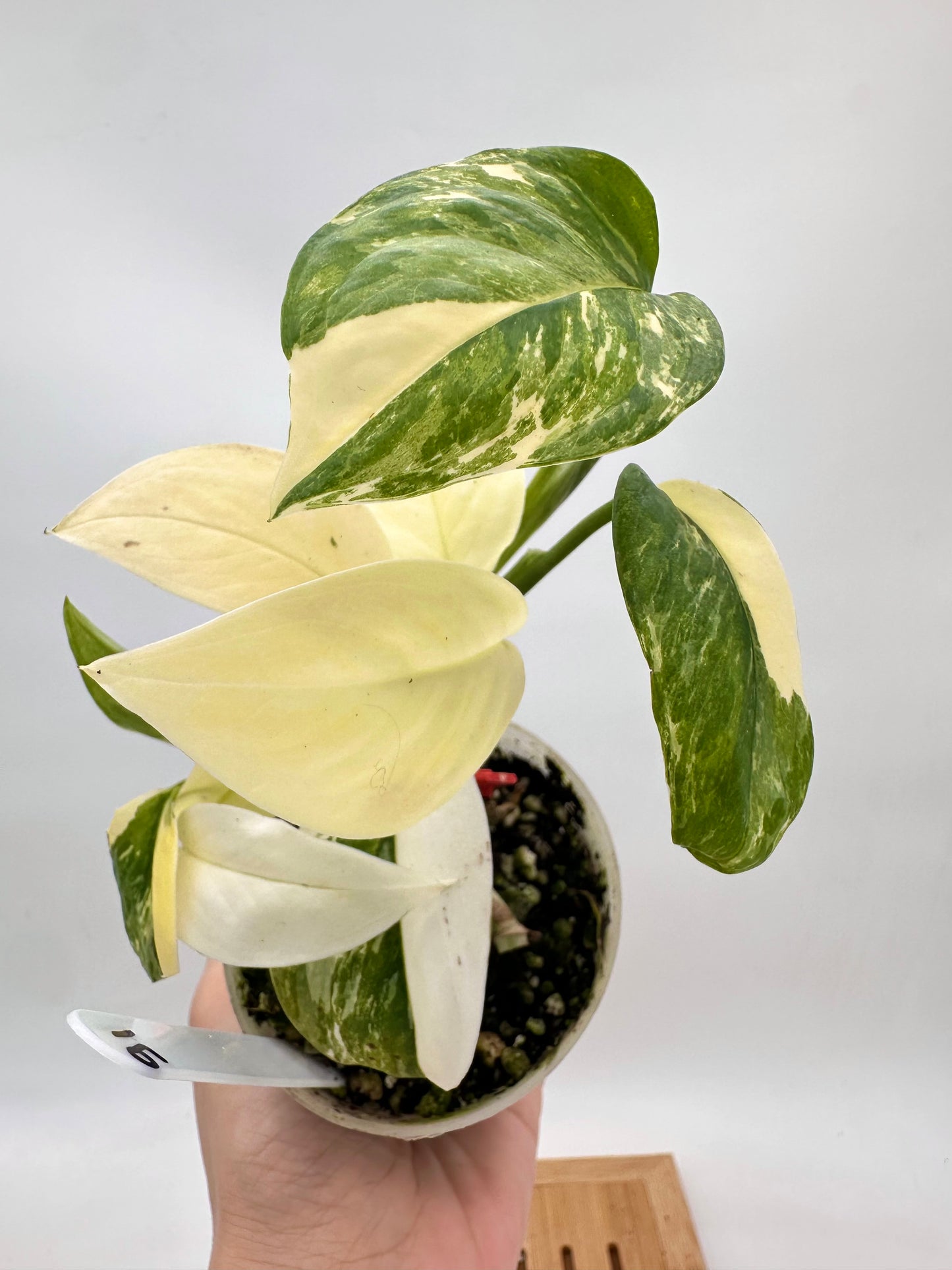Monstera Lechleriana Albo Variegated - Multiple Growths