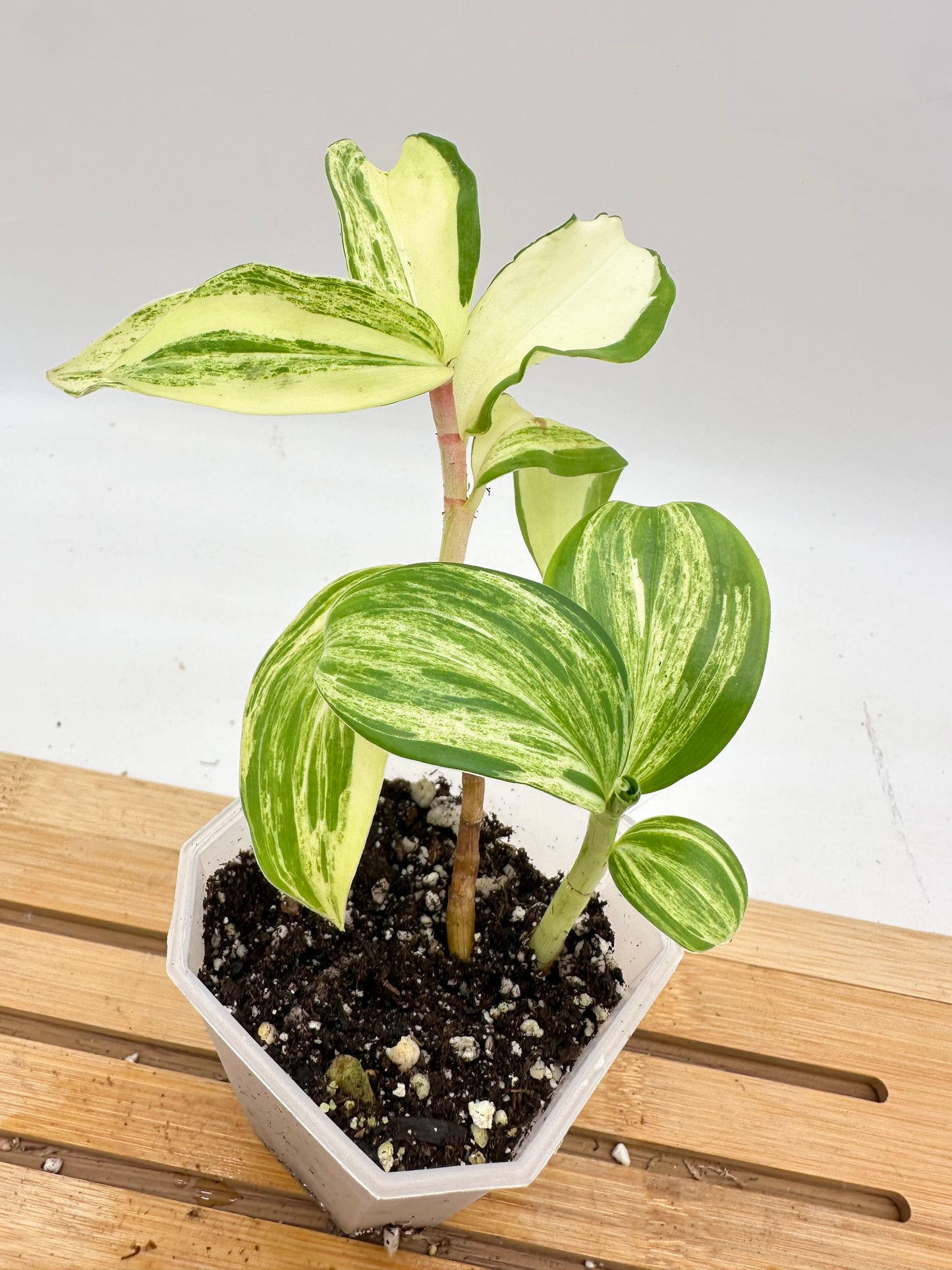 Spiral Ginger Yellow Cream Variegated