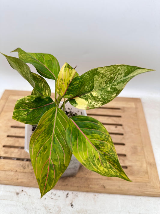 Aglaonema Siam Jade Variegated - 3 Growths/plants