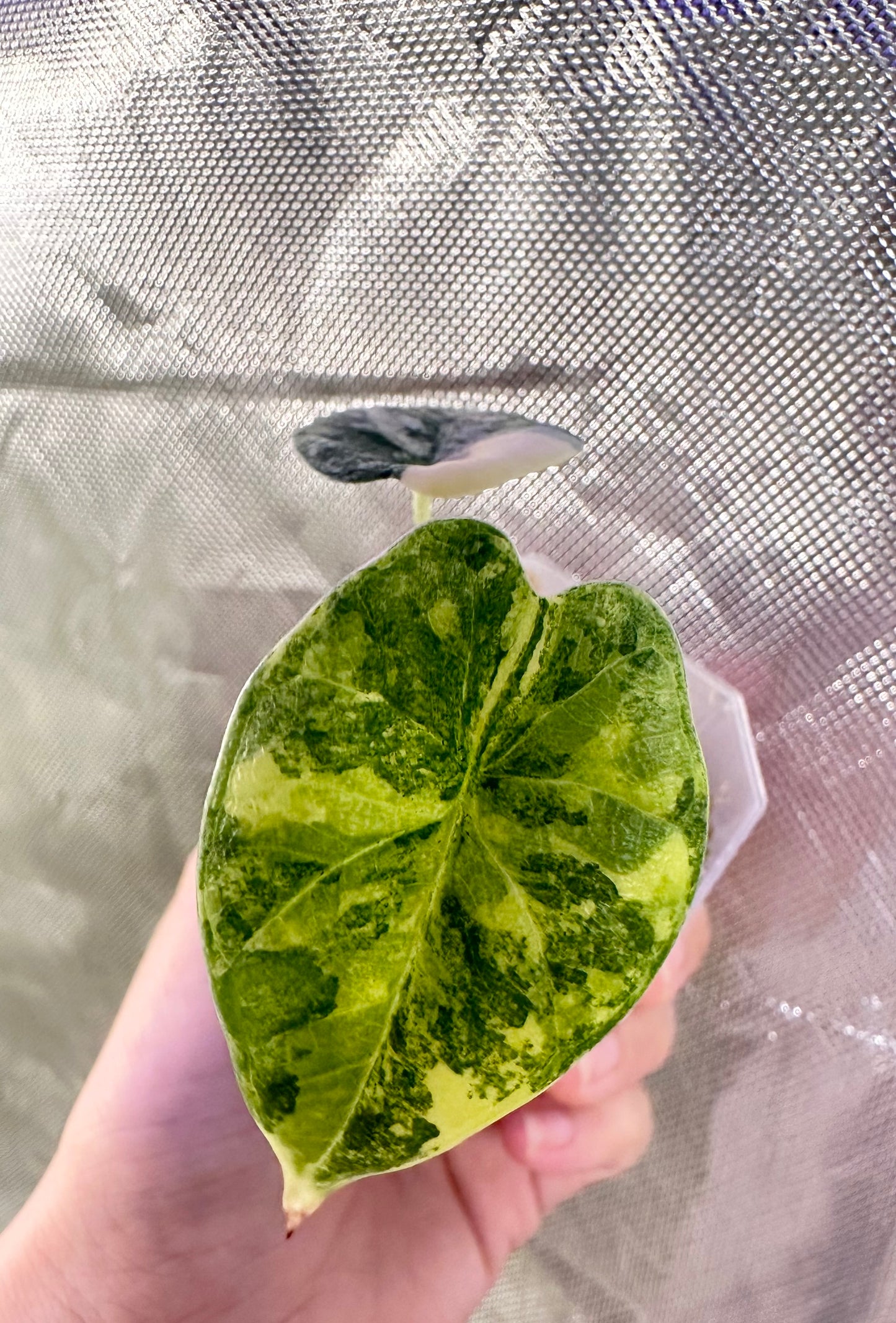 Alocasia Melo Aurea Variegated