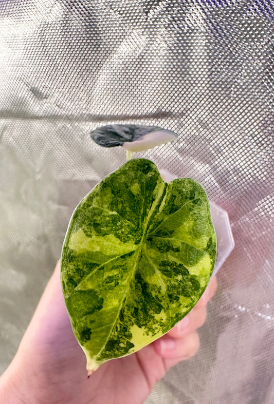 Alocasia Melo Aurea Variegated