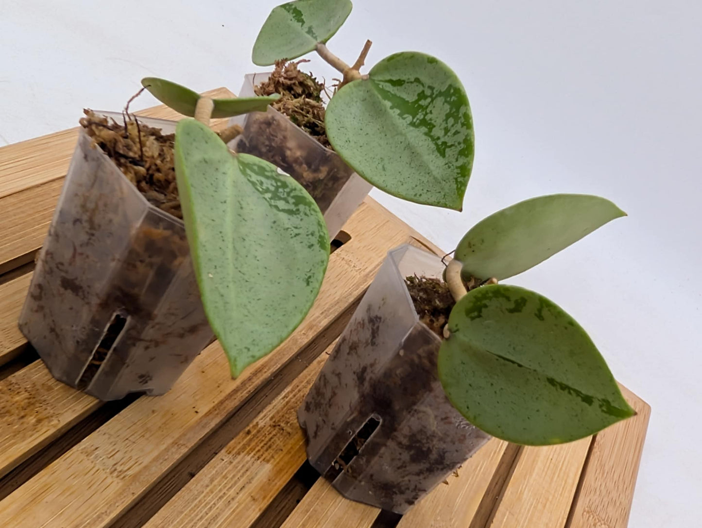 Hoya Verticillata ‘Silver Hearts’