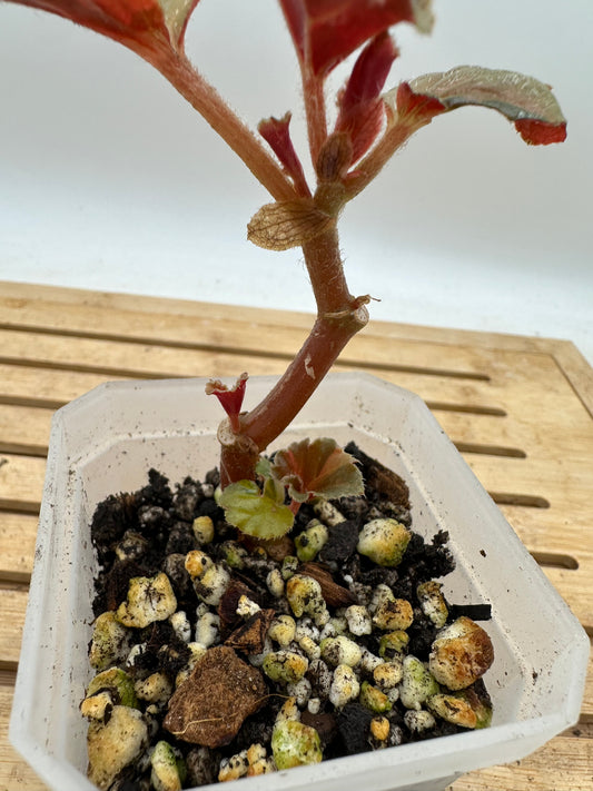 Begonia Sp. Cucullata Variegated