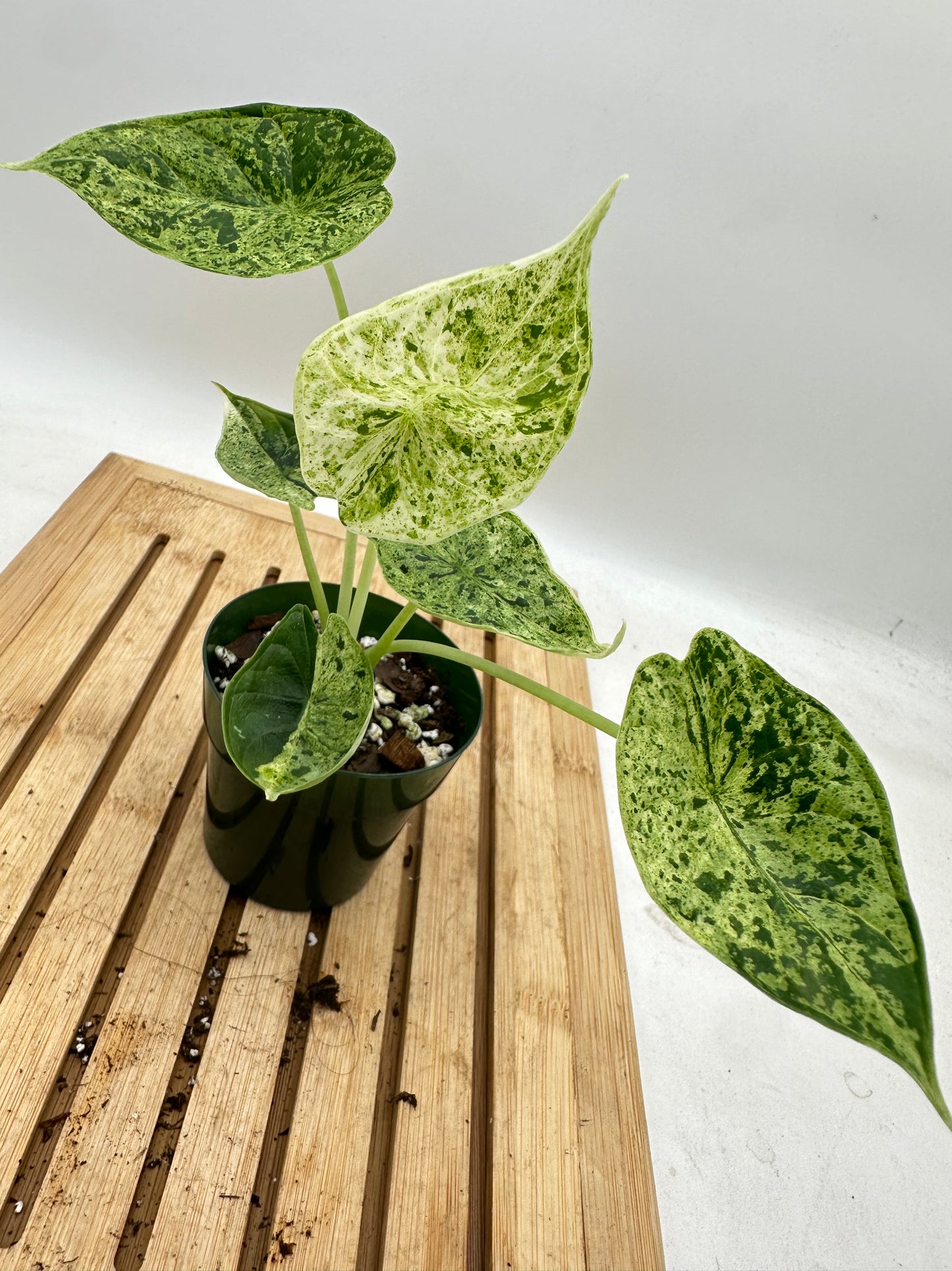 Alocasia Dragon Scale Mint