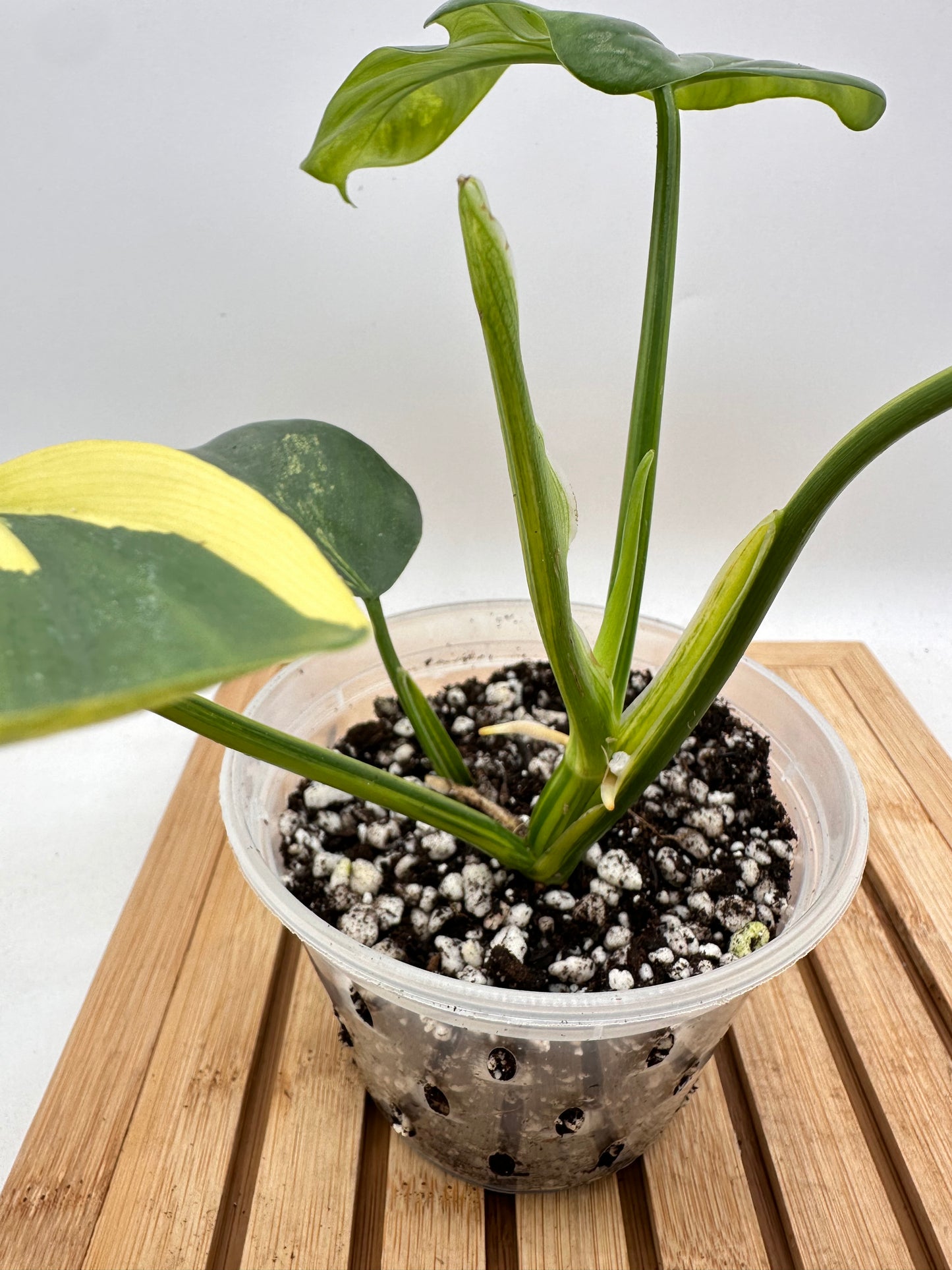 Philodendron Violin Variegated