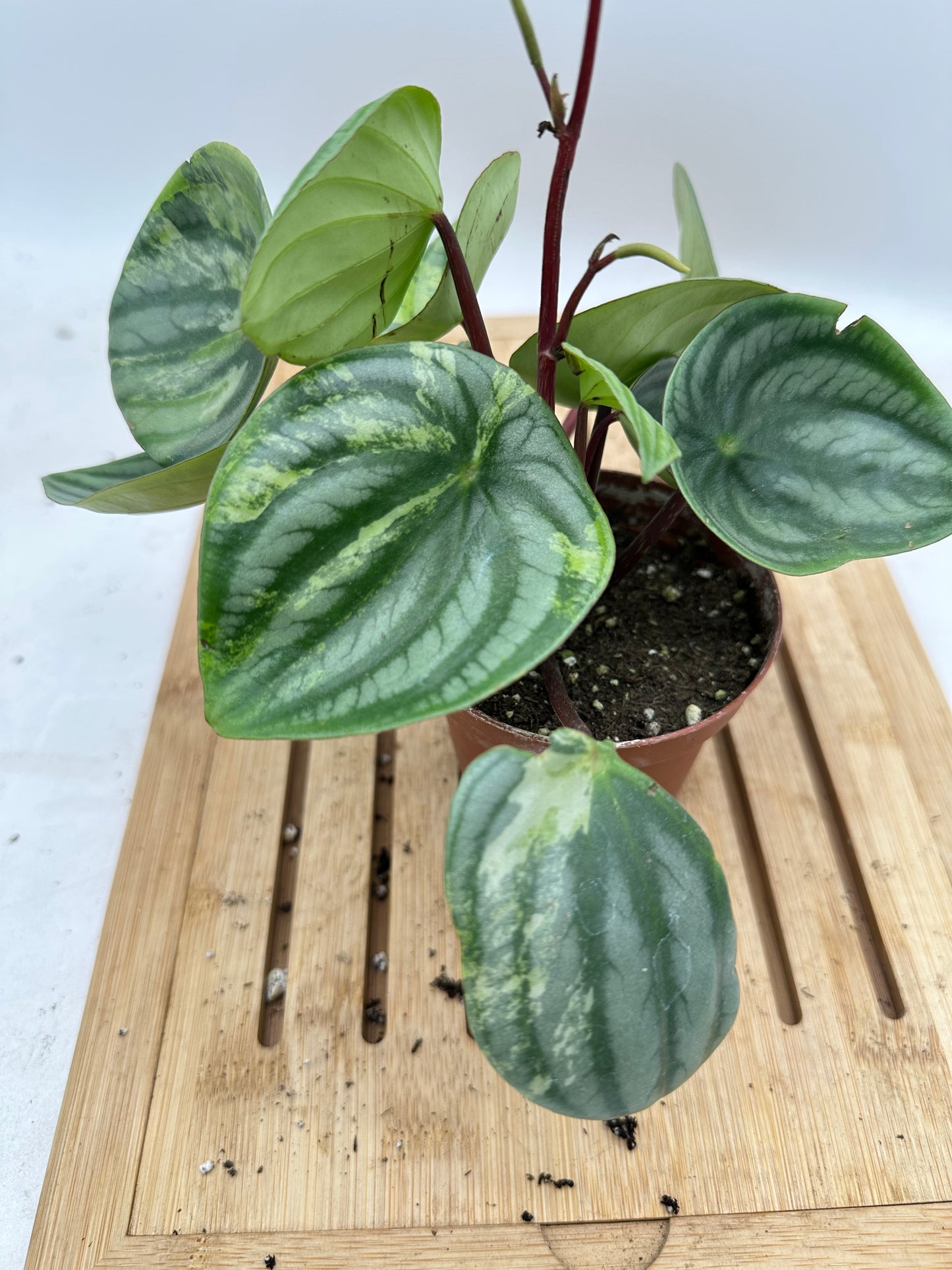 Variegated Peperomia Watermelon