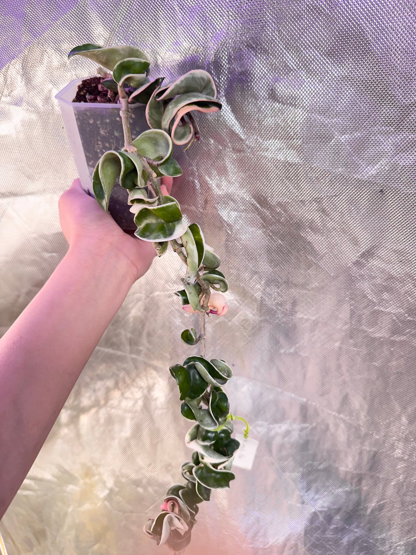 Hoya Compacta Albo - Multiple Growths, Trailing