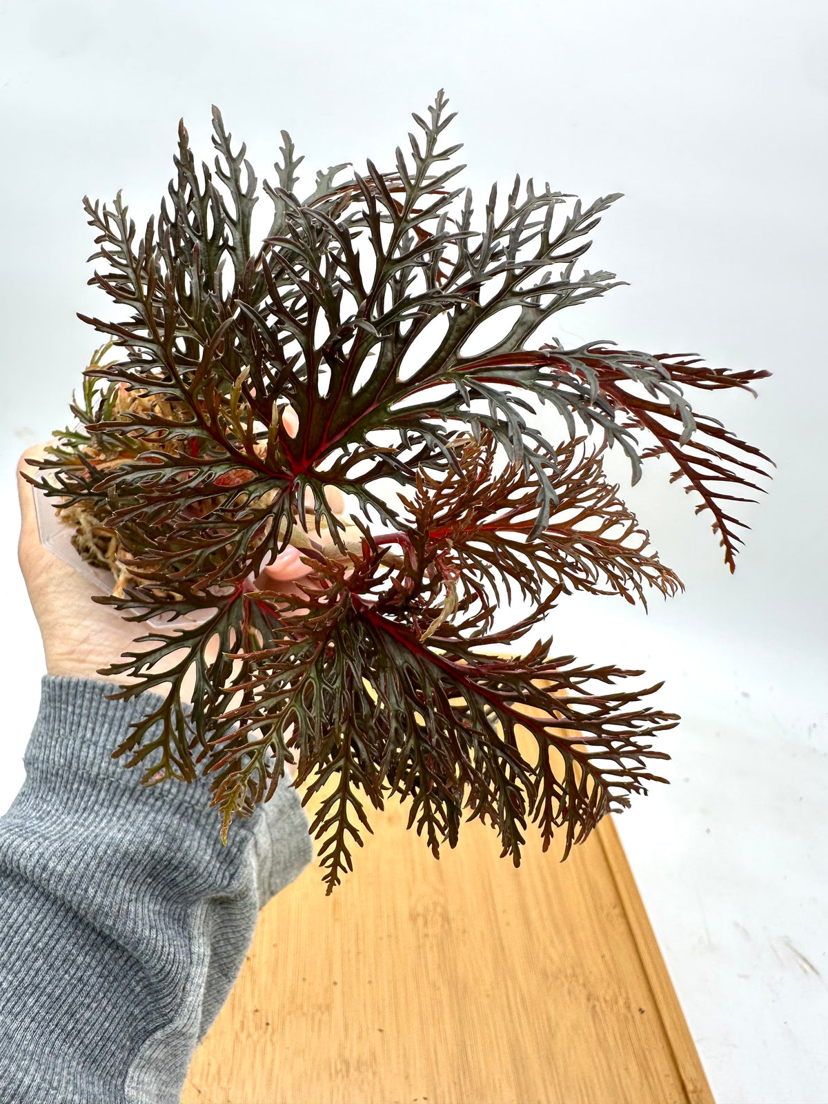 Begonia Fern Leaf