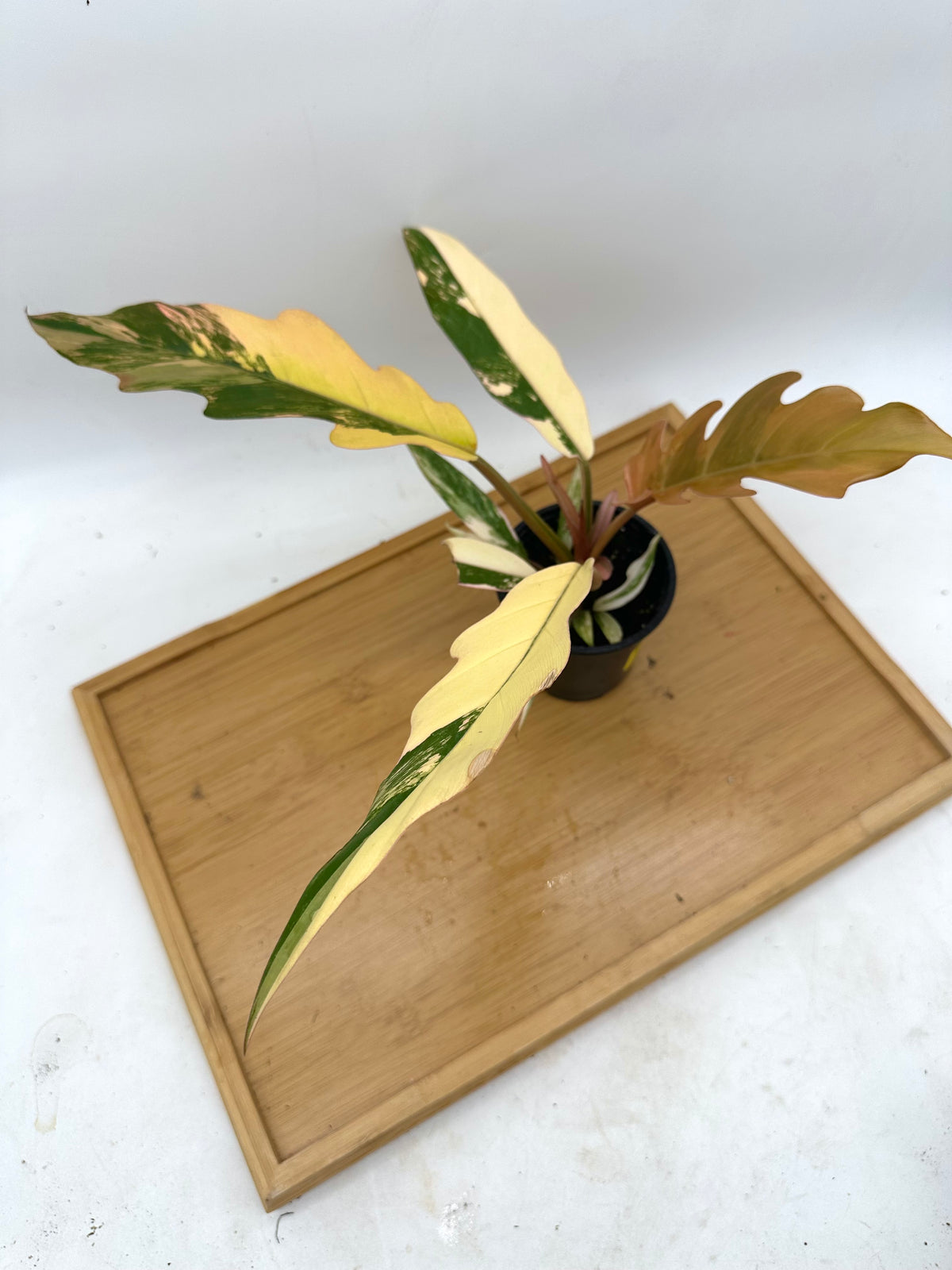 Philodendron Caramel Marble Variegated