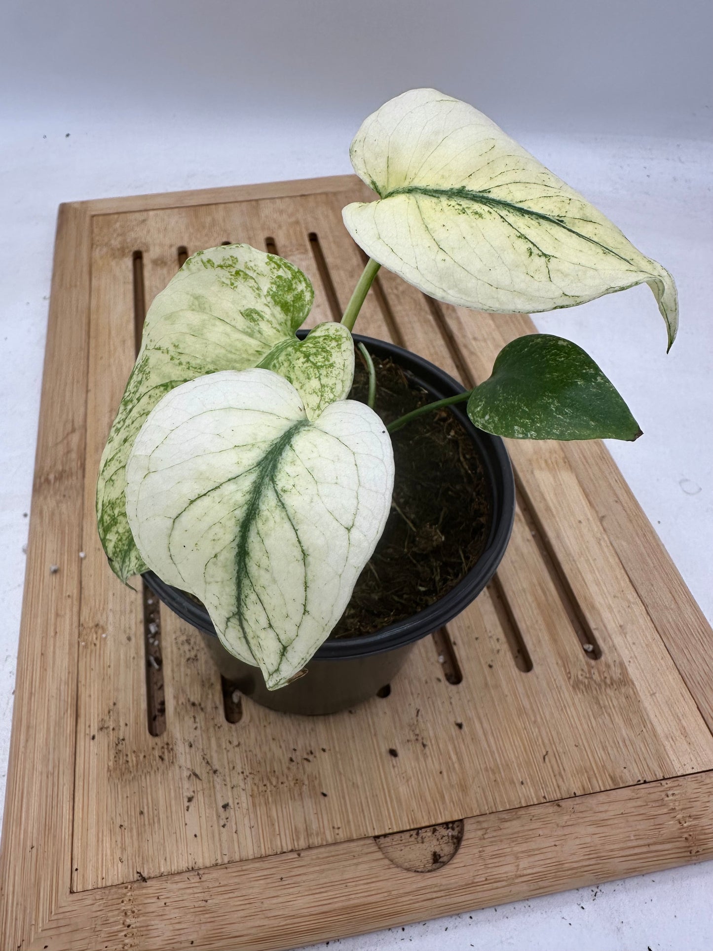 Monstera Mint