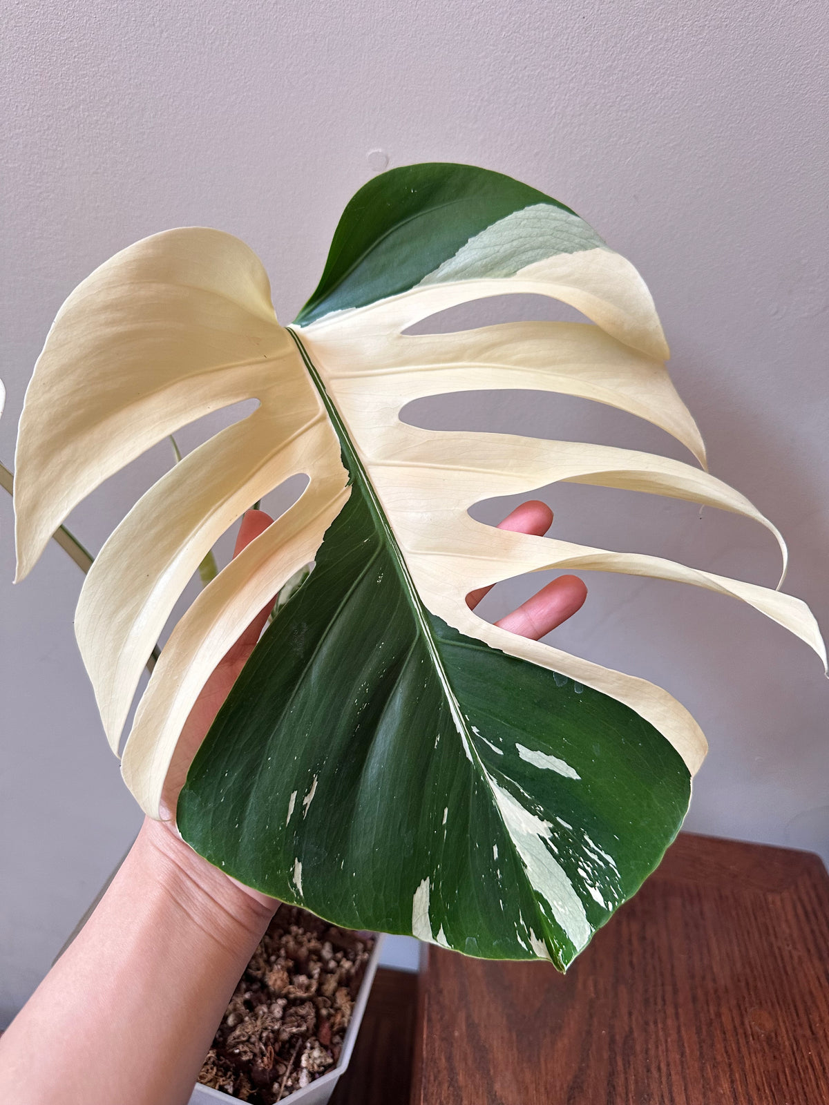 Monstera Jungle Mint Noid - Size Large