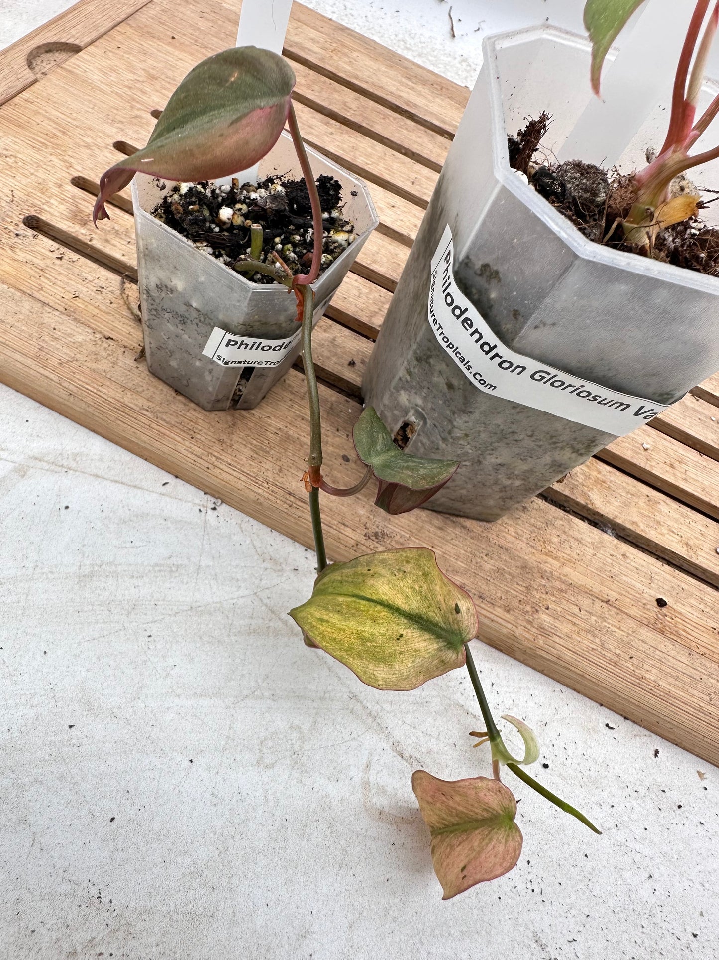 Combo Sale - Philodendron Gloriosum Variegated & Micans Mint Variegated