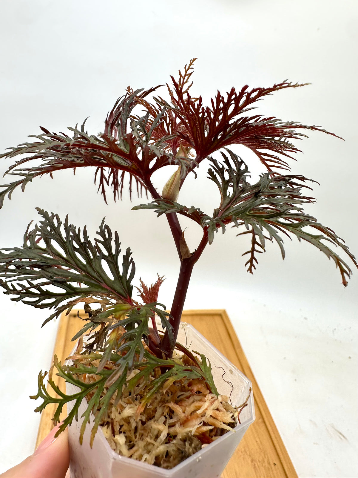 Begonia Fern Leaf