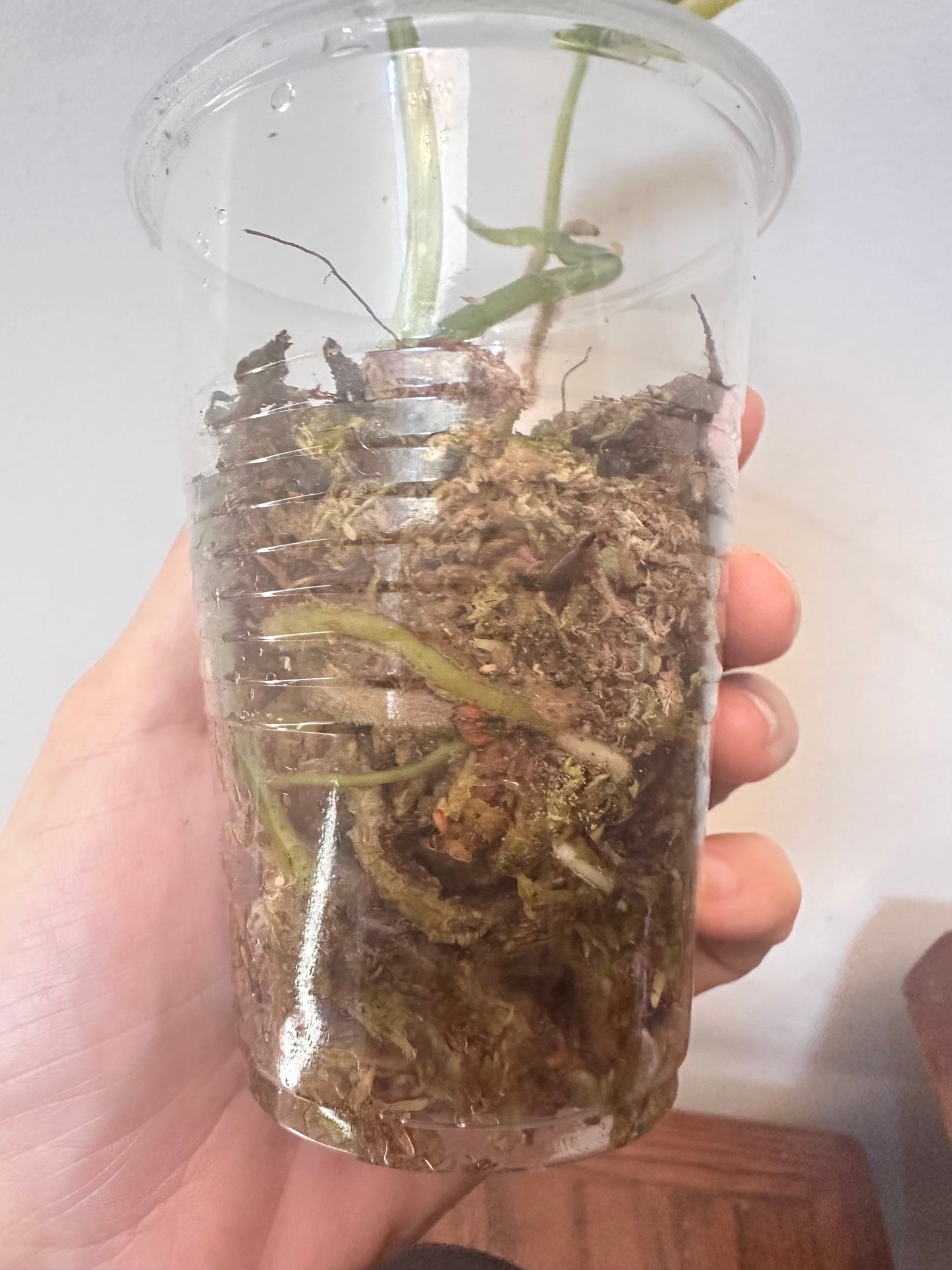 Scindapsus Jade Satin Variegated