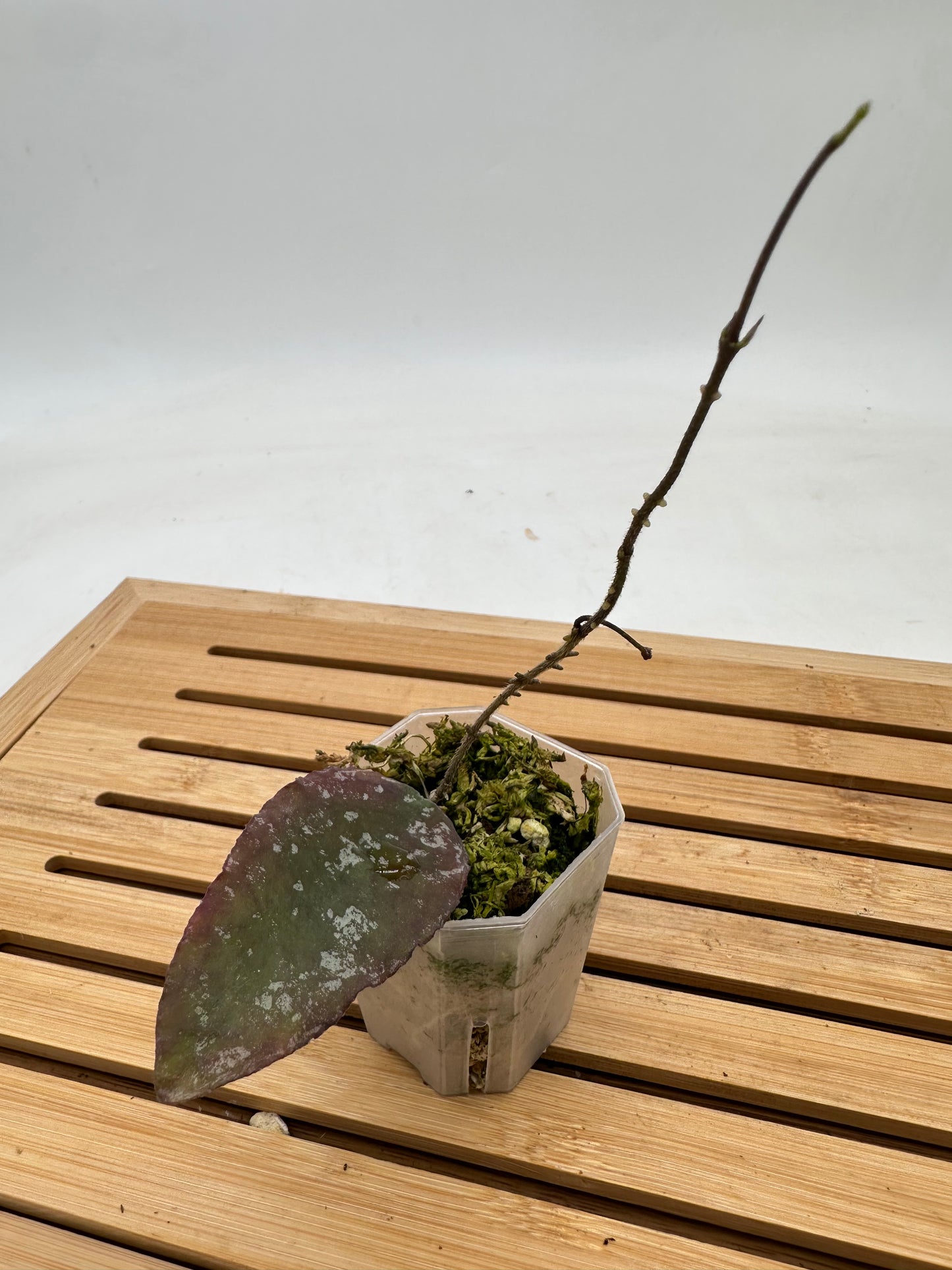 Hoya Caudata Splash