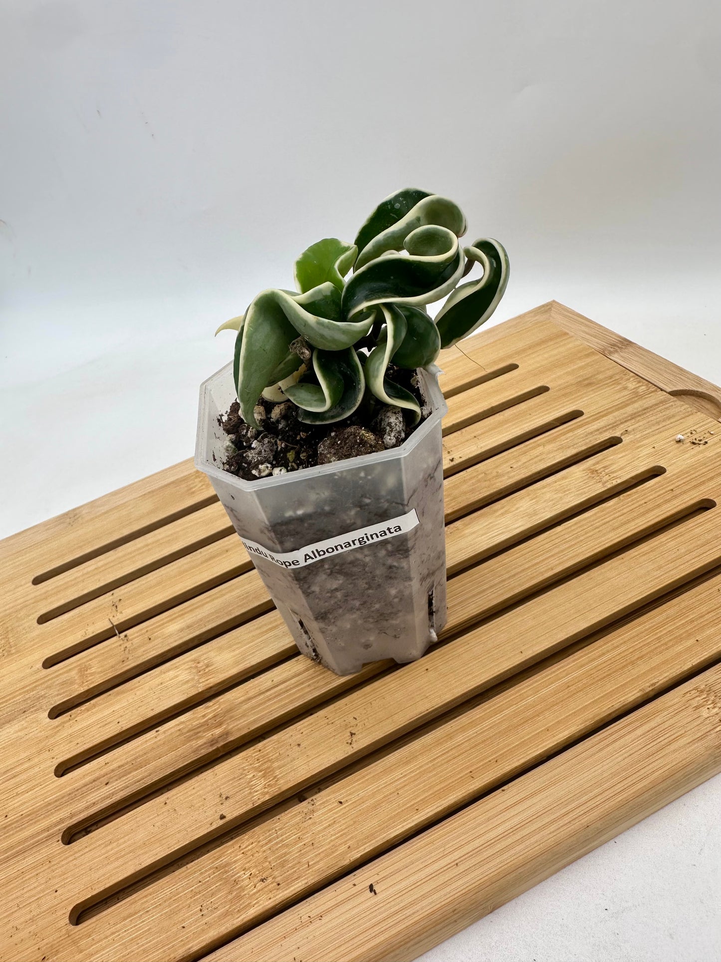 Hoya Compacta Hindu Rope Albo Variegated