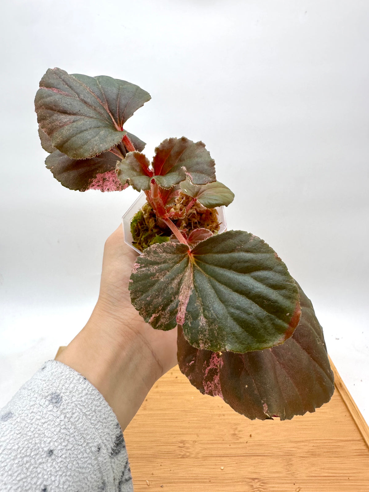 Begonia Cucullata Pink Variegated - 4+ Growths
