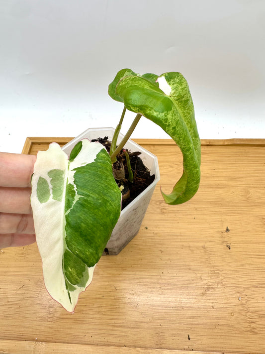 Philodendron Paraiso Verde Albo Variegated - 2 Growths